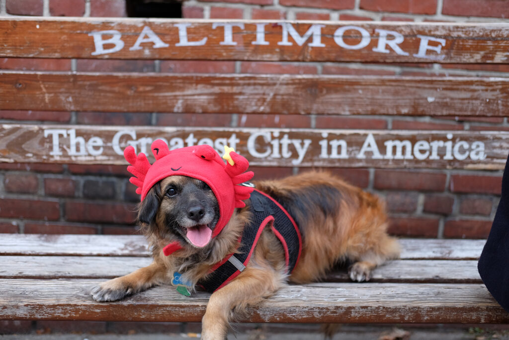 baltimore rat dog