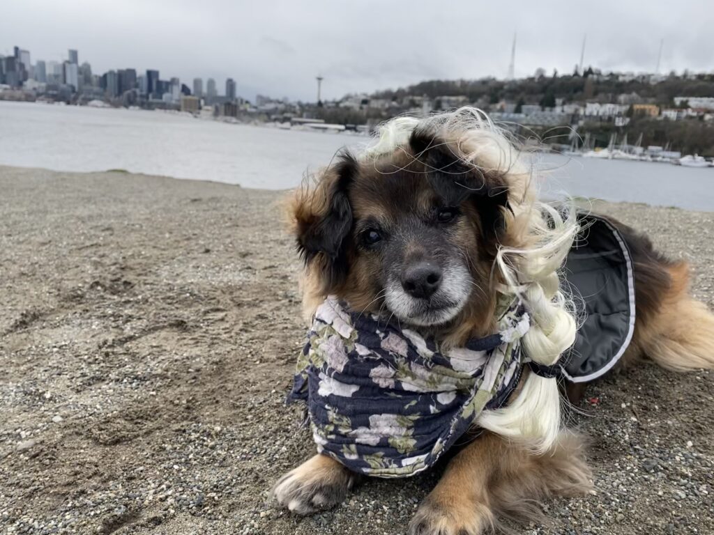 sleepless in seattle meg ryan dog